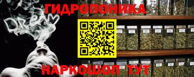 крисы Кингисепп